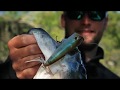 Nástraha Hladinový wobler BULLET POP FL 8     cm MG BLUEGILL