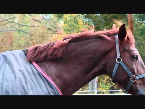 Fiilistelyä tallilla