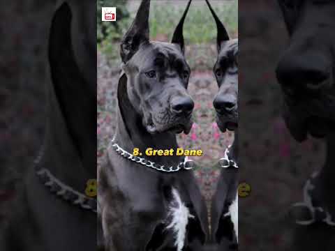 Top 10 Most Dangerous Dogs Breeds in the world | #shorts #top10  #dangerous #dogs #fact #breed #fact