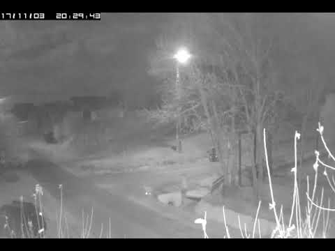 argesenii.ro! Ursul în comuna Răteşti