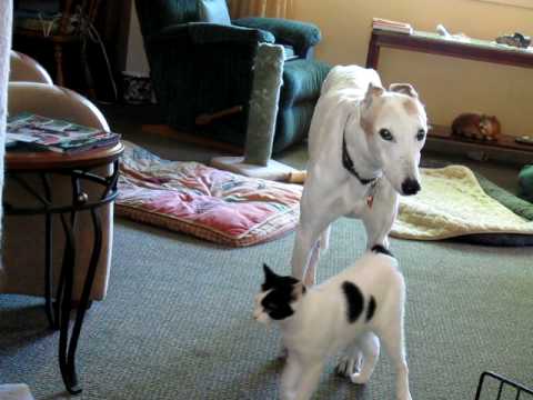 YouTube video about: Are greyhounds good with cats?