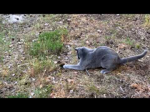 2020-06-09 Caspian, a Russian blue cat, hunting mice