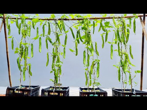 Let s grow bitter melon for your family this way it s very fruity and easy to make