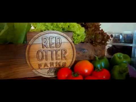 download lagu mp3 mp4 Visit Otter Farm, download lagu Visit Otter Farm gratis, unduh video klip Visit Otter Farm