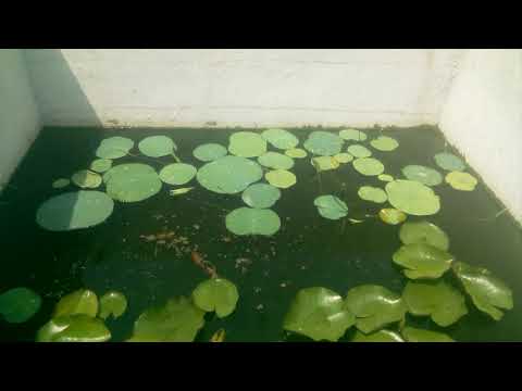 My natural pond with koi molies platy sowrd tail and guppy's