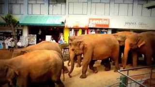 preview picture of video 'Elephants from Pinnawala orphanage go to the river / Pinnawalla sloní průvod k řece - SRÍ LANKA'