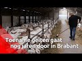 Voorlopig nog geen eind aan groei van aantal geiten in Brabant