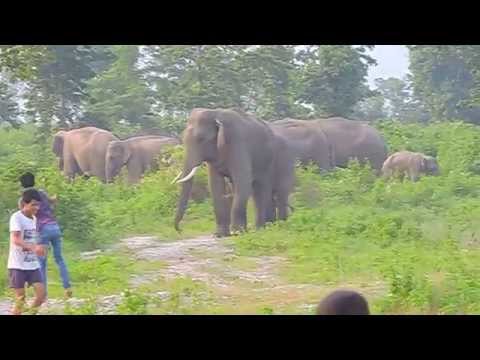 Elephant herd movement disturbed at near Indo-Nepal Border.
