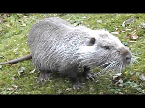 87 "Überraschende Chefvisite" Nutria an der Ruhr