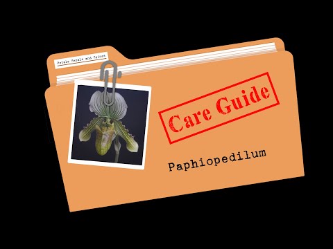 Care Guides - Paphiopedilum Orchids // #CareCollab