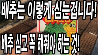 배추 심을 때 가장 중요한 것은 뭘까? 배추 이렇게만 심으면 사 먹을 일이 없습니다!