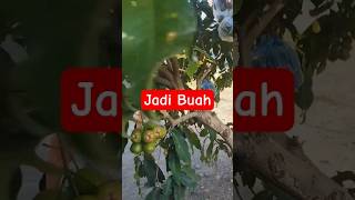 Download lagu Jadi Buah #shorts #jambucitra mp3