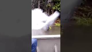 Funny Videos 2021 ● #shorts