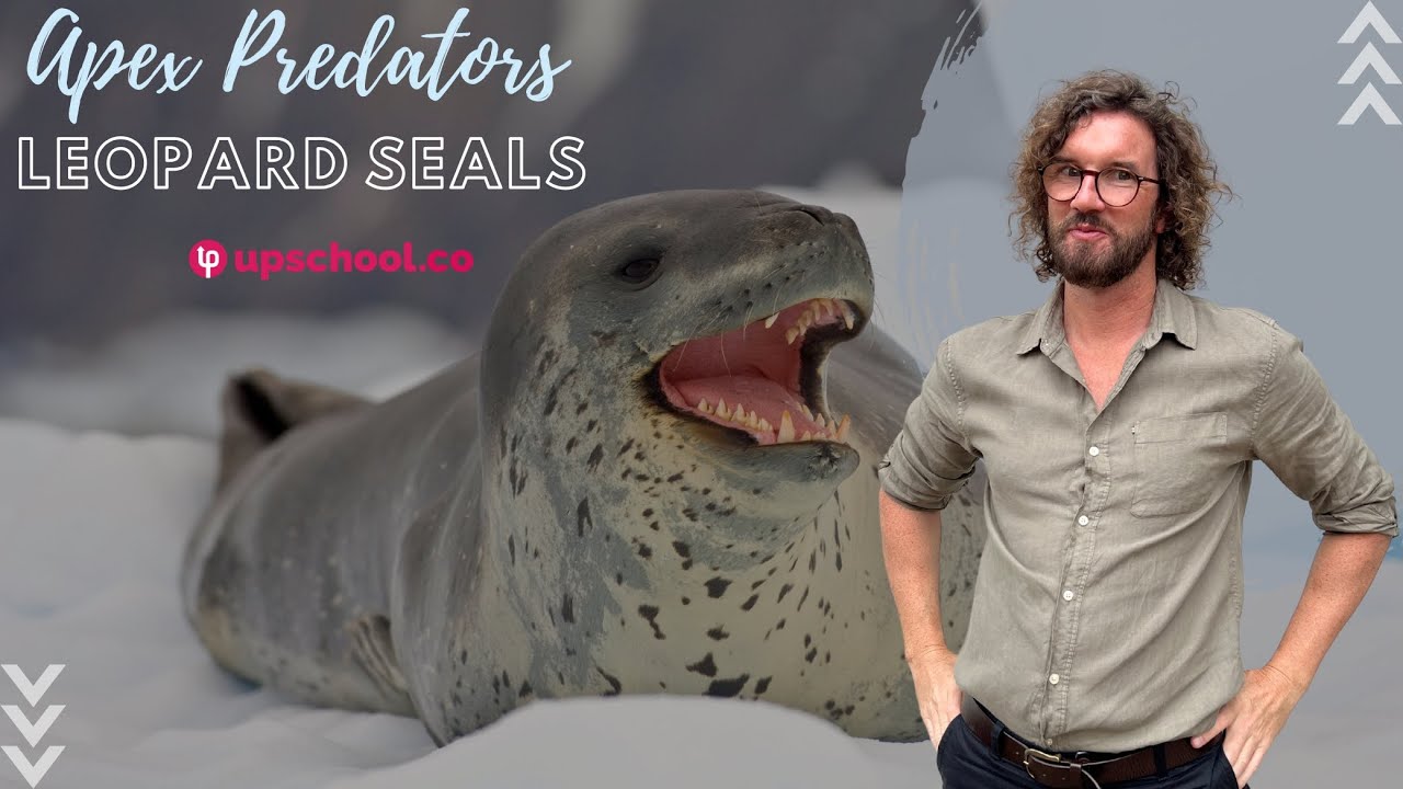 Apex Predators  - Leopard Seals