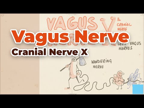 Vagus Nerve (Cranial Nerve X) - An Important Part of Autonomic Nervous System