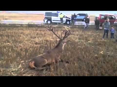 Vídeo de un ciervo atropellado en la provincia. 