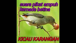 Download lagu KEMADE BETINA MEMANGGIL JANTAN mp3 Download lagu KEMADE BETINA MEMANGGIL JANTAN mp3