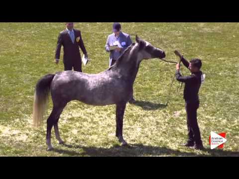 N.63 PINCO ARAB - Ströhen 2015 C-Show - Stallions 4 to 6 years old (Class 12)