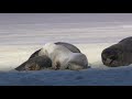 Wildlife Windows 7