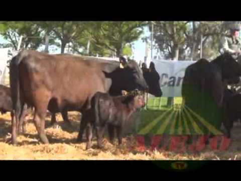 RAUL FAGGIANI   CUARTO REMATE CABAÑA EL SEÑUELO