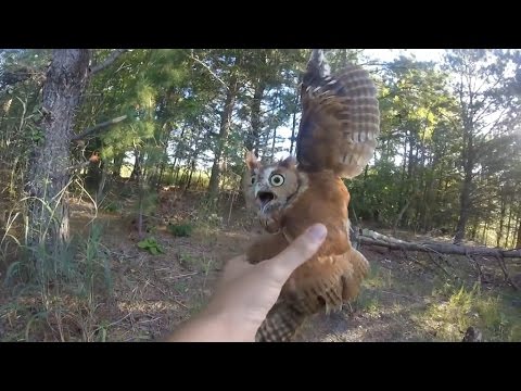 Rescuing a screech owl tangled in fishing line, New Jersey - 09/06/2015