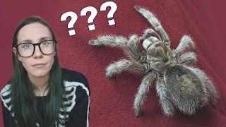 How Many of my Spiders are STILL ALIVE 8 Years Later?! You might be surprised ..