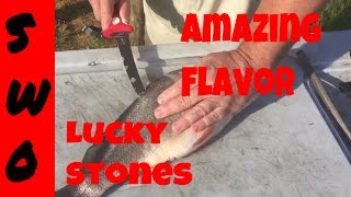 How to clean and cook a freshwater Drum (sheepshead)