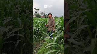 Download lagu Tanam jagung tanpa olah tanah mp3