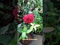 Roja Flowers ரோஜா பூக்கள் Roja Arrahman Nature Tamilsongs Trending Flowers Gar