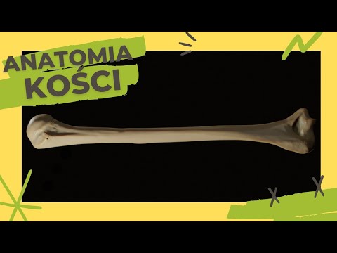 Anatomia kości, osteologia #2 - kość ramienna, bruzda międzyguzkowa, przegroda międzymięśniowa