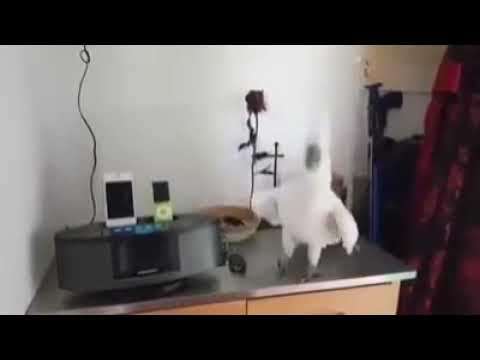 Cockatoo dances Giratina// Dimatik, Monik, Carroch