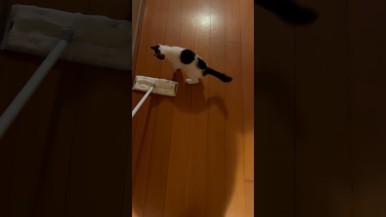 どうしても掃除の邪魔をしたいふくちゃん #ねこ #ねこのいる生活 #ねこ動画