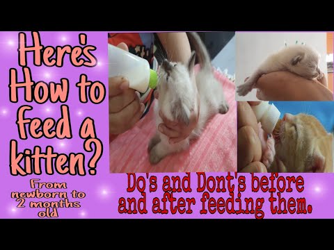 How to feed a kitten/ Paano ang tamang pagpapadede sa mga kuting.