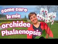 ORCHIDEE PHALAENOPSIS come le curo e come riesco a farle rifiorire - Vi racconto la mia esperienza
