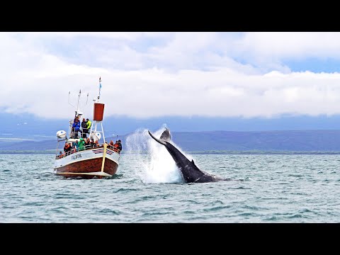 The Original Whale Watching on Traditional Oak Boats from Húsavík, Iceland