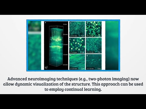 Cognitive Neuroscience Paired with AI - Project Video