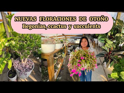 New blooms and progress of shade plants: Begonias, cacti and succulents
