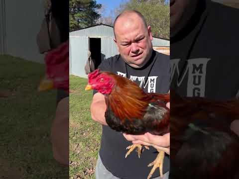 Beautiful Half and Half Mini Asil Mug John Anthony Marks