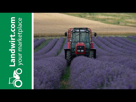 Lavendelernte in Österreich | landwirt.com