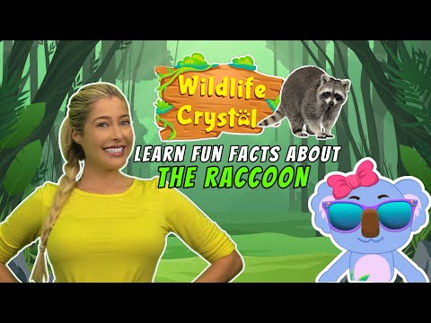 アライグマの事実