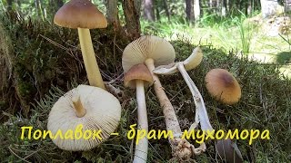 Мухоморы и съедобный поплавок