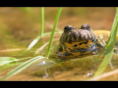 Naturpark Steigerwald - Die Gelbbauchunke