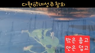 밖은 쌀쌀~ 안은 따땃 #성주참외 #참외 #다현이네성주참외 #기타치는농부 #참외향기를전하는농부