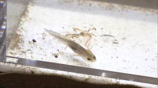 4月9日【びわ湖放送ニュース】【記者解説】琵琶湖博物館で繁殖に成功した「ヤマトサンショウウオの幼生」を展示