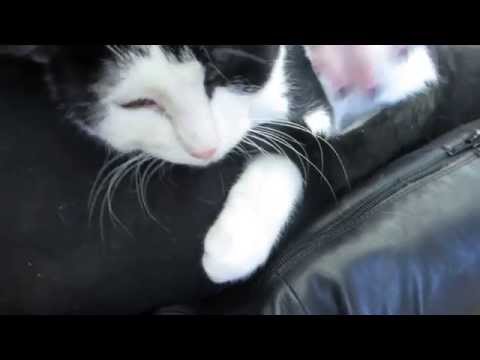 Chip, an adopted Domestic Short Hair in Grayslake, IL_image-1