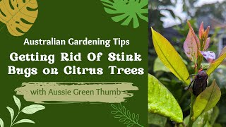 How To Get Rid of Stink Bugs on Citrus Trees
