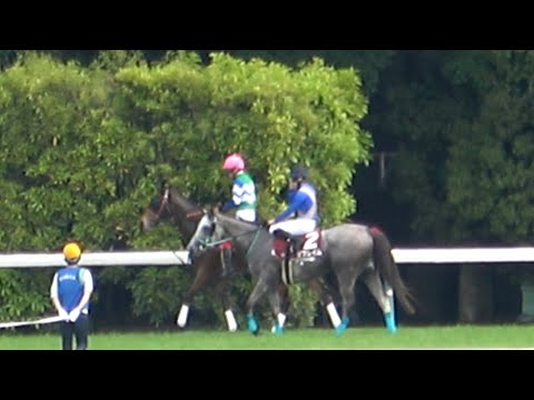 【メイケイエール】【リフレイム】ゲートに向かうまで二人で散歩と騎乗号令 2022 京王杯スプリングカップ  現地映像 クセ強対決