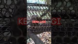 Download lagu seekor lagi Tupai .KO janganlah habiskan semua buah..tinggalkan sikit mp3 Download lagu seekor lagi Tupai .KO janganlah habiskan semua buah..tinggalkan sikit mp3