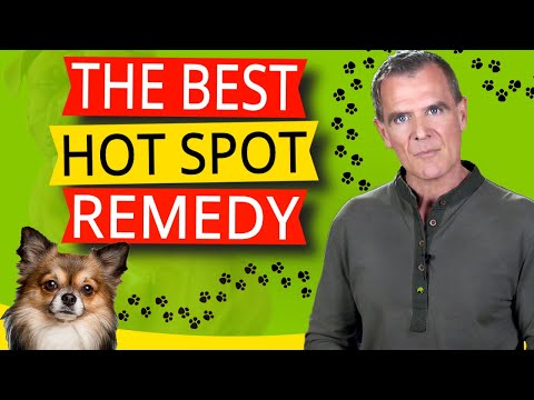 How To Treat Hot Spots On Dogs With A Home Remedy (Amazing Natural Antibiotic)
