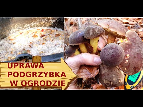 How to effectively inoculate bolete mycelium in the garden. How to make a substrate #mushrooms